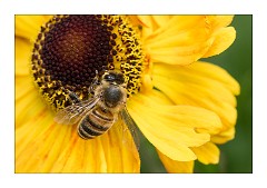 Cambridge  11  The Garden