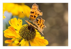 Cambridge  12  The Garden