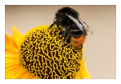 Cambridge  13  The Garden