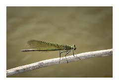 France Amboise 06  The  Loire Amboise