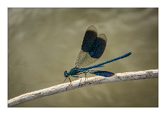 France Amboise 07  The  Loire Amboise