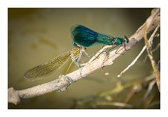 France Amboise 08  The  Loire Amboise