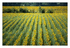 France Amboise 28  Fields of Sunflowers on the Roadside near Amboise