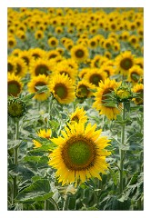 France Amboise 29  Fields of Sunflowers on the Roadside near Amboise
