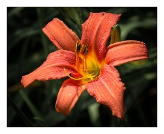 France Chateaus and Churches 41  Chateau de Cheverny Lily