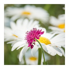 France Chateaus and Churches 42  Chateau de Cheverny Flowers