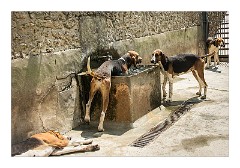 France Chateaus and Churches 45  Chateau de Cheverny The Hunting Hounds of Cheverny