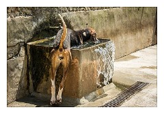 France Chateaus and Churches 46  Chateau de Cheverny The Hunting Hounds of Cheverny