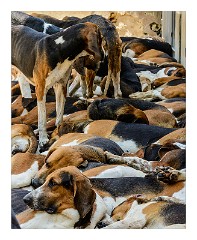 France Chateaus and Churches 47  Chateau de Cheverny The Hunting Hounds of Cheverny