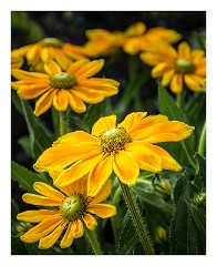 France Chateaus and Churches 53  Flowers on a Road Island