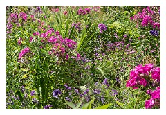 France Giverny 06  Claude Monet's Garden Painting colour with flowers