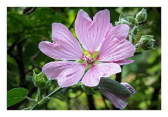 France Giverny 08  Claude Monet's Garden