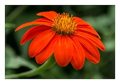 France Giverny 09  Claude Monet's Garden