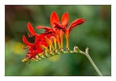 France Giverny 10  Claude Monet's Garden