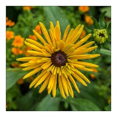 France Giverny 11  Claude Monet's Garden