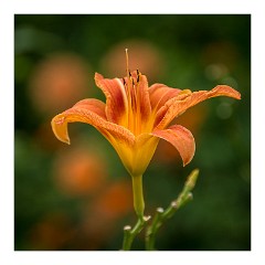 France Giverny 12  Claude Monet's Garden
