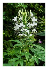 France Giverny 13  Claude Monet's Garden