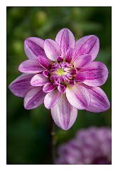 France Giverny 14  Claude Monet's Garden