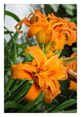 France Giverny 15  Claude Monet's Garden