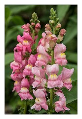 France Giverny 16  Claude Monet's Garden