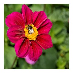 France Giverny 17  Claude Monet's Garden
