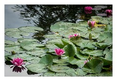 France Giverny 23  Claude Monet's Lily Pond