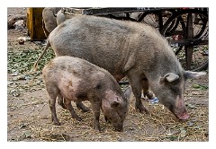 Jaipur  03  Animals roaming at my feet