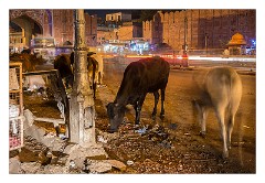Jaipur  09  Night is falling just outside the City Gate and the animals have been fed