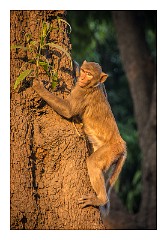 Jaipur  10  Early morning the Old city