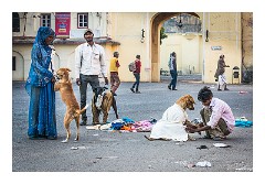 Jaipur  15  Keeping the Dogs Warm