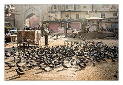 Jaipur  24  The square where people buy seeds and feed the birds