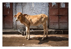 Jodhpur 051  The Brahmin area called the Blue City of Jodhpur