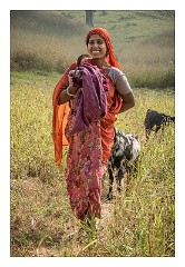 Journey to Jodhpur 001  Bringing the Goats home in Bhat Madra