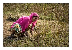 Journey to Jodhpur 002  Working in the fields in Bhat Madra