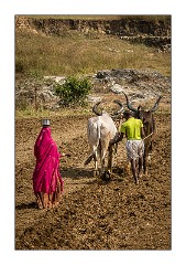 Journey to Jodhpur 011  Ploughing the field with Buffalo and hand seeding the land, Punawali