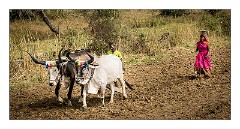 Journey to Jodhpur 012  Ploughing the field with Buffalo and hand seeding the land, Punawali