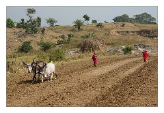 Journey to Jodhpur 013  Ploughing the field with Buffalo and hand seeding the land, Punawali