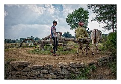 Journey to Jodhpur 014  Watering the fields, again using Buffalo in Bishma