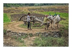 Journey to Jodhpur 016  Watering the fields, again using Buffalo in Bishma