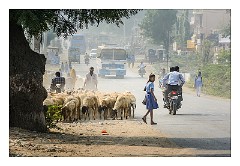 Pushkar 01  On route to Pushkar