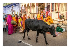 Pushkar 05  Outside the Sri Vaikunthanatha Swamy Temple