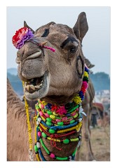 Pushkar 23  Pushkar Camel Fair
