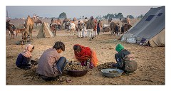 Pushkar 26  Pushkar Camel Fair - collecting camel dung for fires