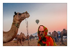Pushkar 27  Pushkar Camel Fair