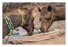 Pushkar 28  Pushkar Camel Fair