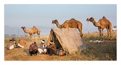 Pushkar 36  Pushkar Camel Fair