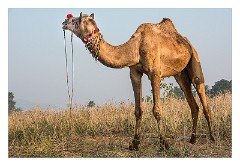 Pushkar 38  Pushkar Camel Fair