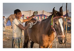 Pushkar 39  Pushkar Camel Fair