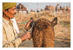 Pushkar 41  Pushkar Camel Fair - cutting designs in the coat of a camel