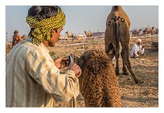 Pushkar 42  Pushkar Camel Fair - cutting designs in the coat of a camel